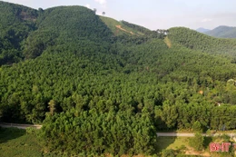 Hà Tĩnh chuyển đổi gần 18 ha rừng triển khai 2 dự án