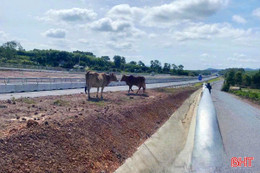 Mất an toàn khi chăn thả gia súc dọc hành lang cao tốc qua Hà Tĩnh