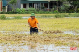 Nông dân Hà Tĩnh dầm mình trong biển nước cứu lúa xuân chưa thu hoạch