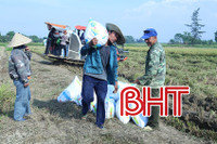 Nông dân Cẩm Bình như ngồi trên lửa vì lúa hữu cơ ST25 bị “ép giá”