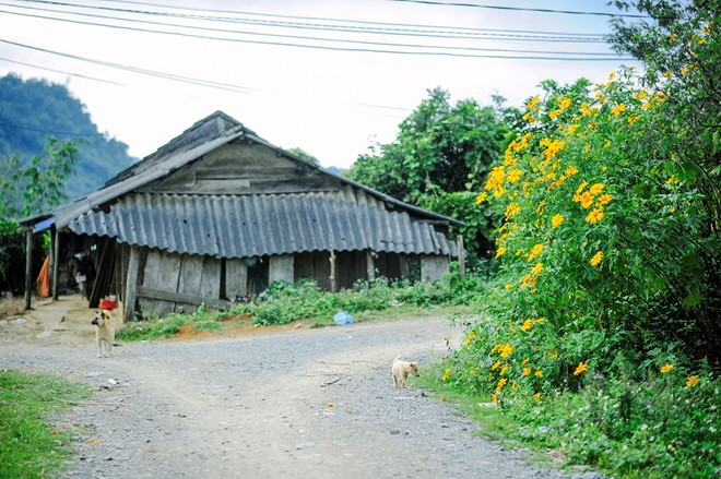 huong sac da quy moc chau say dam dau dong