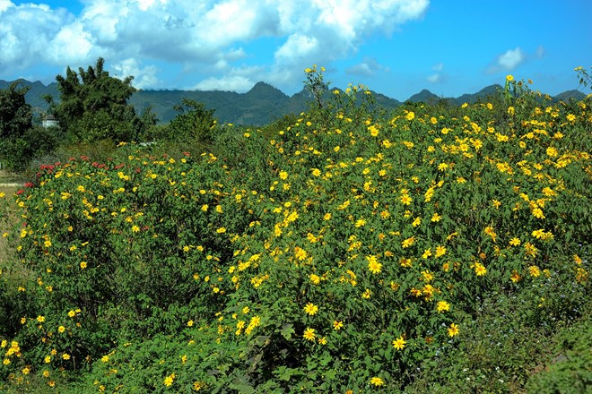 huong sac da quy moc chau say dam dau dong