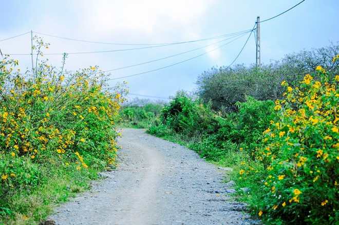 huong sac da quy moc chau say dam dau dong