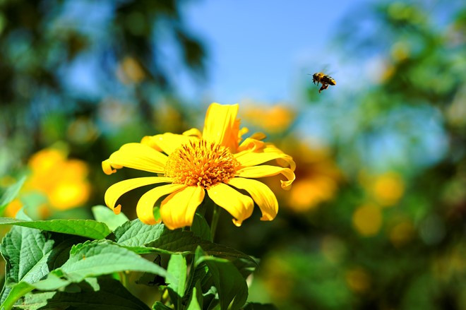 huong sac da quy moc chau say dam dau dong