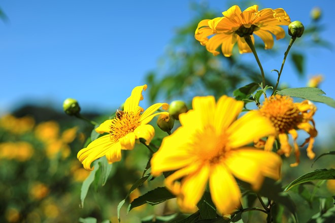 huong sac da quy moc chau say dam dau dong