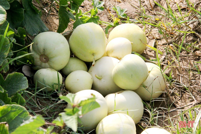 Nông dân “vựa dưa” Hà Tĩnh phấn khởi mùa thu hoạch