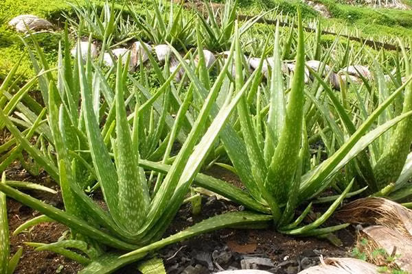 5 loại cây đặt trong nhà vừa làm đẹp không gian sống, vừa tốt cho sức khỏe