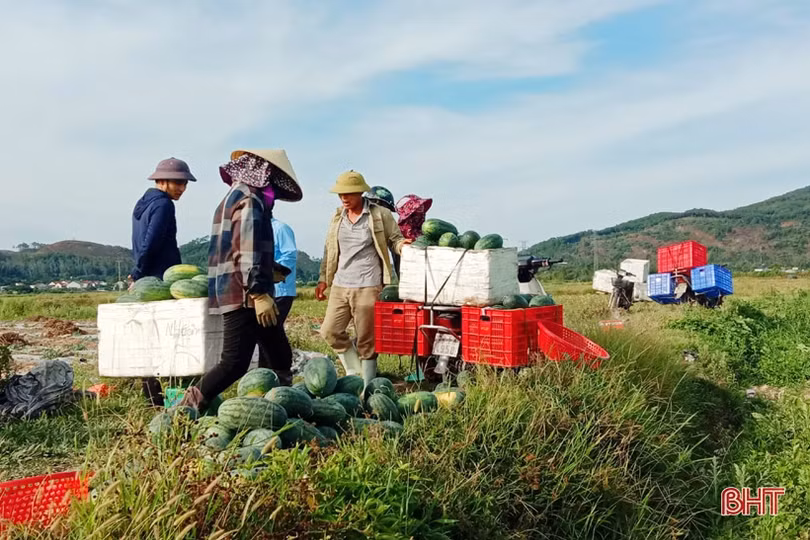 Nông dân “vựa dưa” Hà Tĩnh phấn khởi mùa thu hoạch