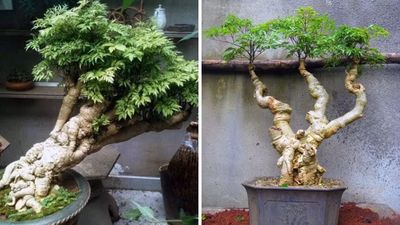 5 loại cây đặt trong nhà vừa làm đẹp không gian sống, vừa tốt cho sức khỏe