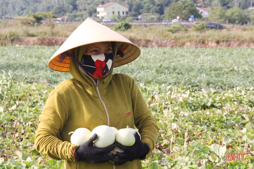 Nông dân “vựa dưa” Hà Tĩnh phấn khởi mùa thu hoạch