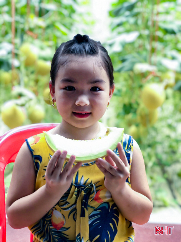 Ngắm vườn dưa lưới công nghệ cao ngay giữa lòng nội đô Hà Tĩnh