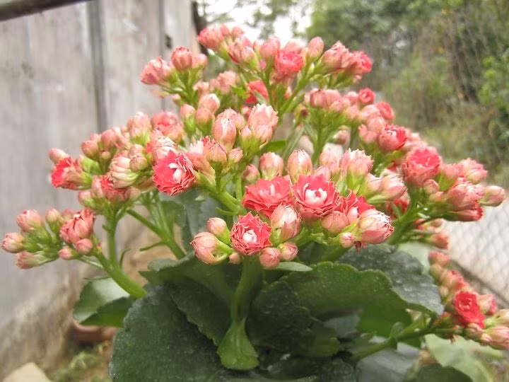 5 loại cây đặt trong nhà vừa làm đẹp không gian sống, vừa tốt cho sức khỏe