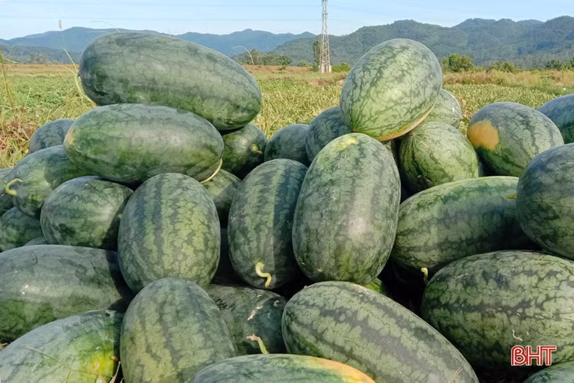 Nông dân “vựa dưa” Hà Tĩnh phấn khởi mùa thu hoạch