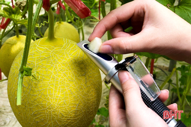 Ngắm vườn dưa lưới công nghệ cao ngay giữa lòng nội đô Hà Tĩnh