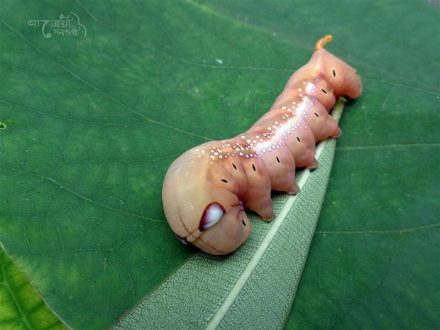 Thực vật có khả năng ngụy trang mùi hương để sinh tồn