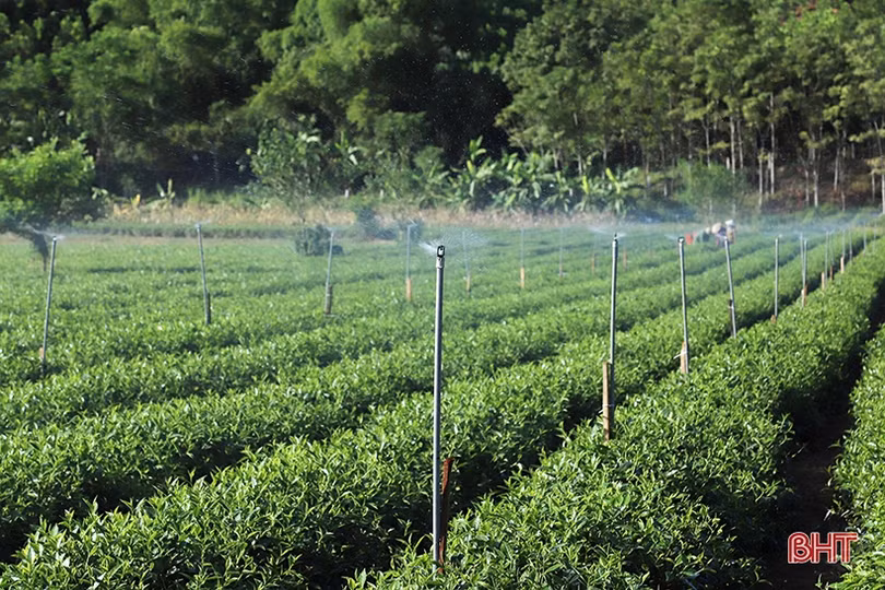 Nông dân vùng biên giới Hà Tĩnh nghĩ đủ cách chống hạn “cứu” cây trồng chủ lực