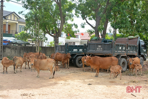 Doanh nghiệp ở thị xã Hồng Lĩnh giải thể, đất bỏ hoang trở thành bãi rác