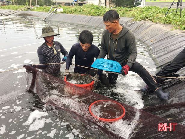 Nuôi tôm sinh học, 2 nông dân Hà Tĩnh lãi 200 triệu đồng/vụ
