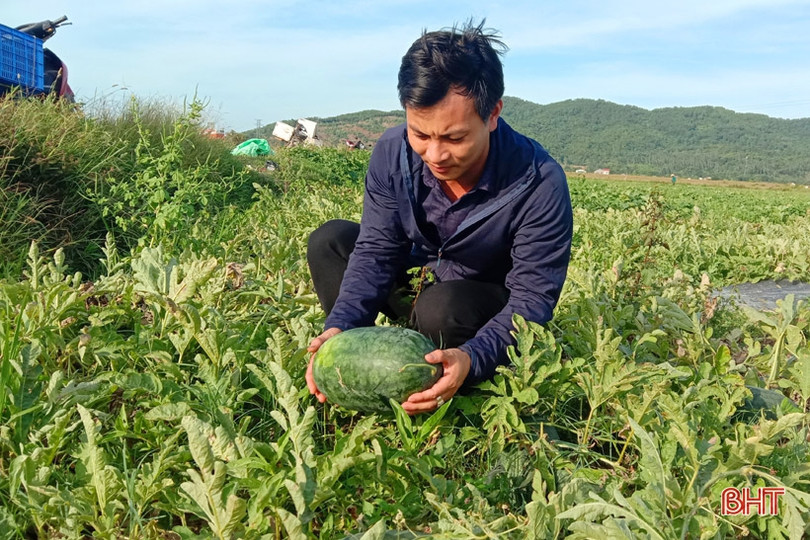 Nông dân “vựa dưa” Hà Tĩnh phấn khởi mùa thu hoạch