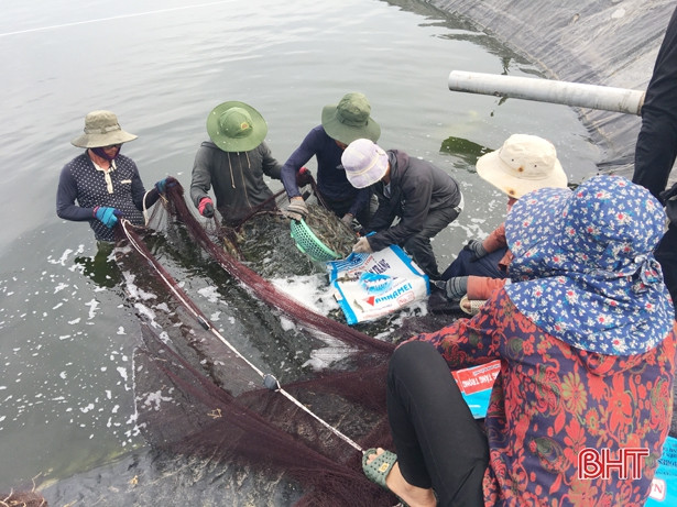 Nuôi tôm sinh học, 2 nông dân Hà Tĩnh lãi 200 triệu đồng/vụ