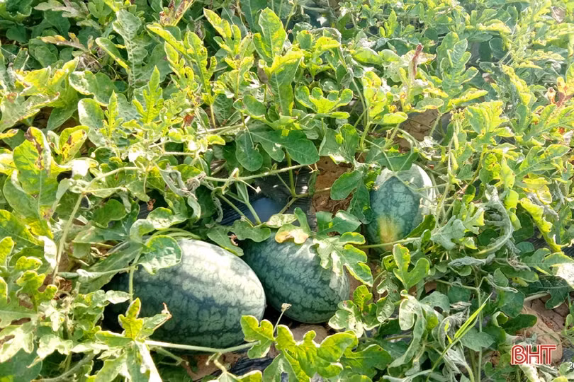 Nông dân “vựa dưa” Hà Tĩnh phấn khởi mùa thu hoạch