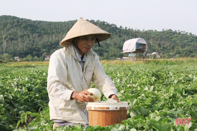Nông dân “vựa dưa” Hà Tĩnh phấn khởi mùa thu hoạch