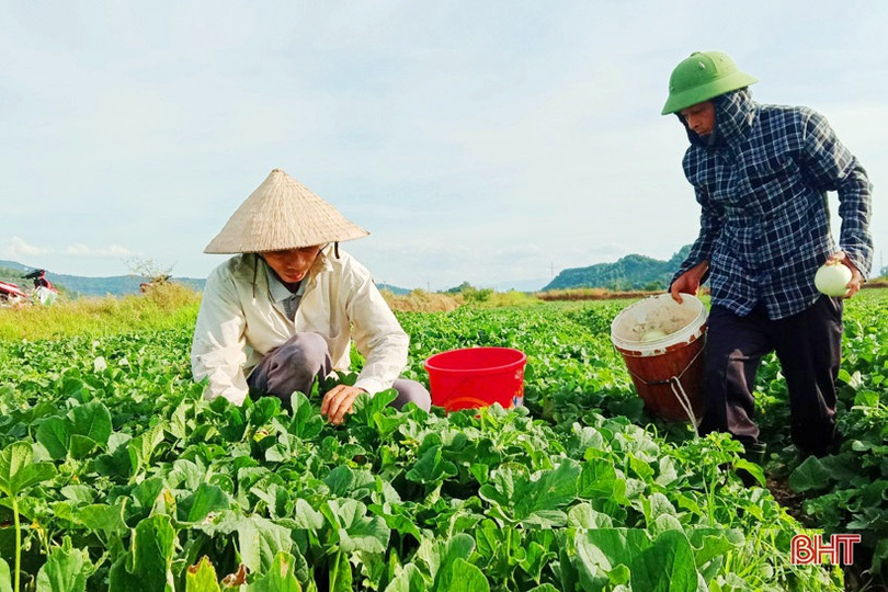 Nông dân “vựa dưa” Hà Tĩnh phấn khởi mùa thu hoạch ảnh 9 Nông dân “vựa dưa” Hà Tĩnh phấn khởi mùa thu hoạch