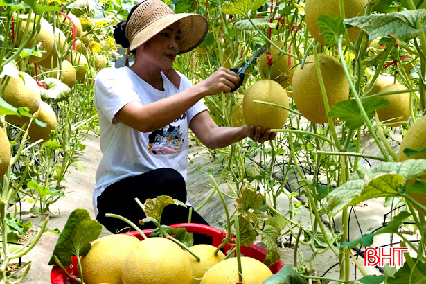 Ngắm vườn dưa lưới công nghệ cao ngay giữa lòng nội đô Hà Tĩnh