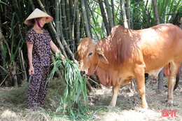 Nghị lực thoát nghèo của người phụ nữ hơn 15 năm nuôi chồng mù lòa