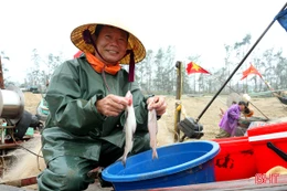 Cá cháo đầu mùa được giá, ngư dân phấn khởi đánh bắt