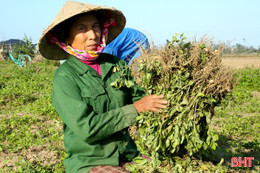 Lạc trái vụ năng suất, chất lượng giảm, người trồng thất thu