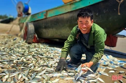 Ngư dân trúng đậm cá trích, thương lái tấp nập thu mua