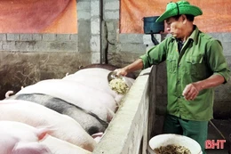 Thịt lợn hữu cơ: Nhu cầu tăng mạnh, nguồn cung hạn chế