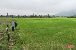 Nhiều diện tích lòng đập Trùa bị chiếm dụng, công trình thiếu nước tưới