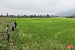 Nhiều diện tích lòng đập Trùa bị chiếm dụng, công trình thiếu nước tưới