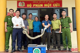 Bàn giao cá thể trăn đất nặng hơn 10kg cho Vườn Quốc gia Vũ Quang