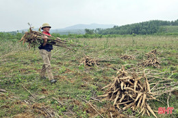 Hệ lụy "đôi đường" từ giảm diện tích sắn nguyên liệu