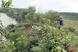 Nhiều diện tích đất sản xuất ven sông Rào Trổ bị sạt lở