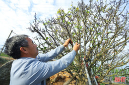 Ngắm vườn mai vàng tiền tỷ ở xã biển Hà Tĩnh