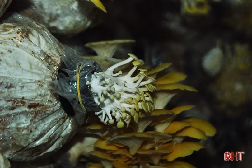 Mục sở thị loại nấm đẹp như hoa lần đầu trồng ở Hà Tĩnh