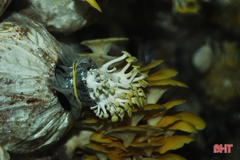 Mục sở thị loại nấm đẹp như hoa lần đầu trồng ở Hà Tĩnh