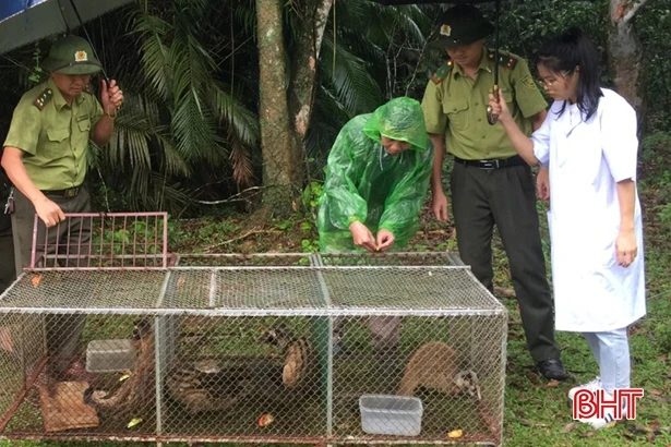Vườn Quốc gia Vũ Quang thả 5 cá thể cầy về môi trường tự nhiên