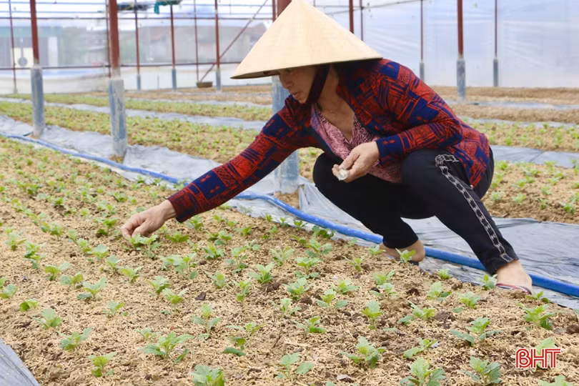 Làng hoa Lưu Vĩnh Sơn tất bật xuống giống vụ tết