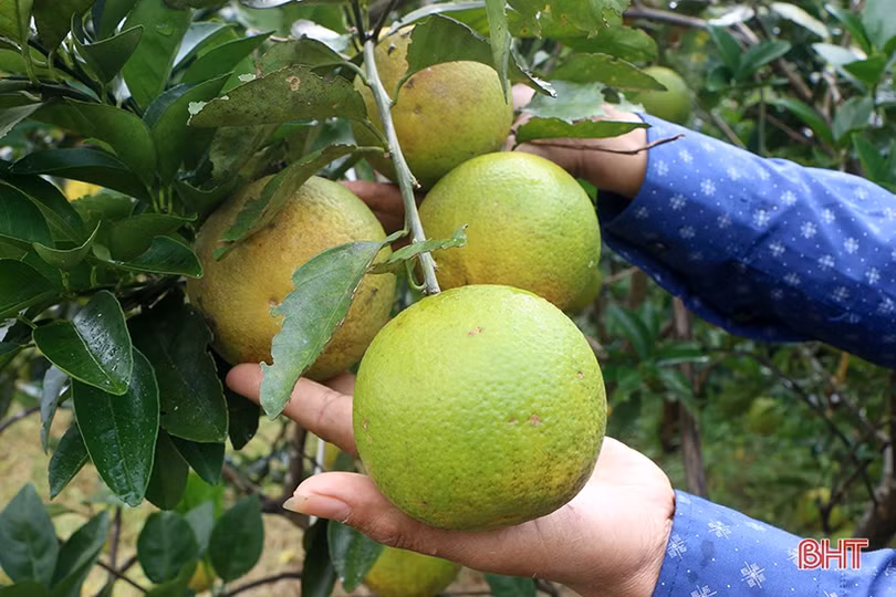 Phân bón hữu cơ Quế Lâm tăng hiệu quả sản xuất cam Khe Mây Hà Tĩnh