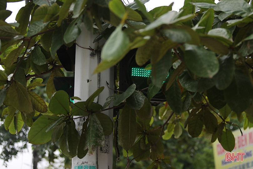 Nhiều biển báo giao thông ở TP Hà Tĩnh bị che khuất, “làm khó” người đi đường 