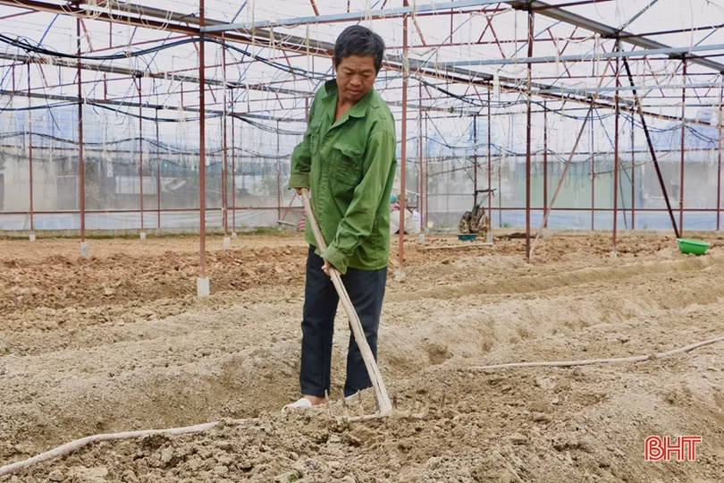 Làng hoa Lưu Vĩnh Sơn tất bật xuống giống vụ tết