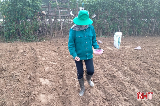 Vũ Quang hỗ trợ hơn 5 tấn hạt giống cho người dân sản xuất vụ đông