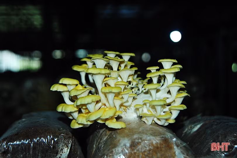 Mục sở thị loại nấm đẹp như hoa lần đầu trồng ở Hà Tĩnh