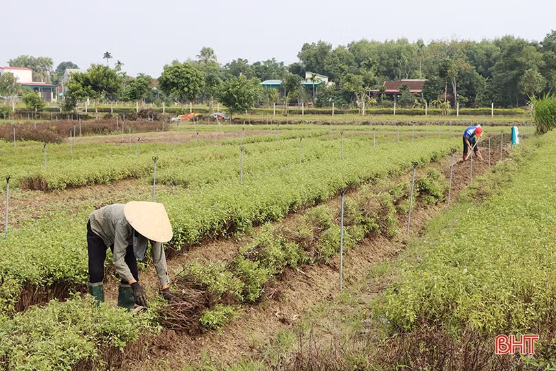 Nông dân Hà Tĩnh tất bật ra đồng sản xuất vụ đông