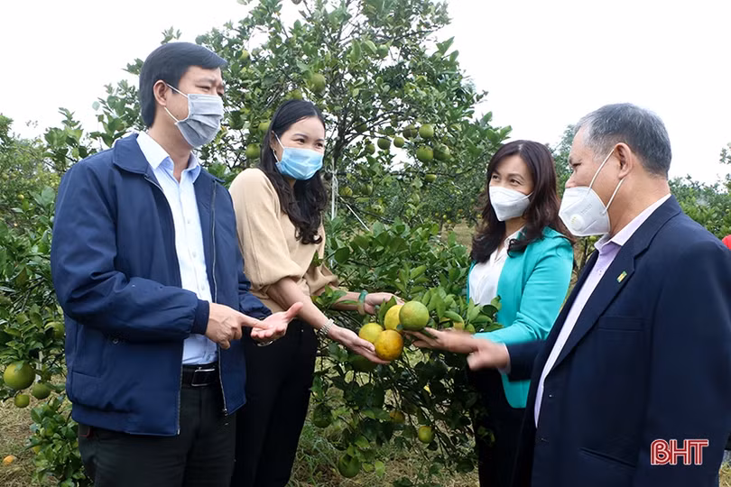 Phân bón hữu cơ Quế Lâm tăng hiệu quả sản xuất cam Khe Mây Hà Tĩnh